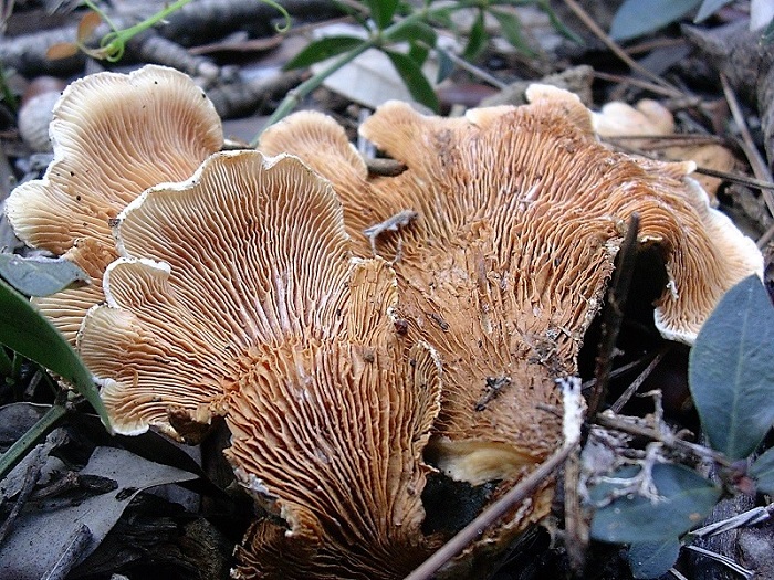 872 Dicembre vecchio  ritrovamento